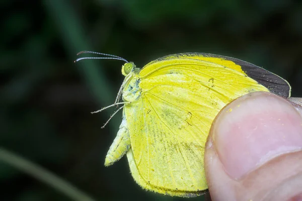 一般的な草の近くのショット黄色の蝶 — ストック写真