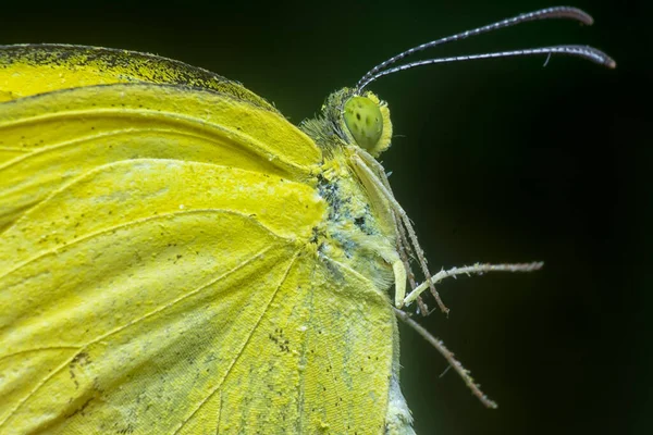 Tiro Perto Borboleta Amarela Grama Comum — Fotografia de Stock