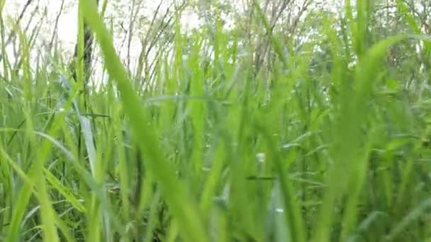 Bushy Overgrowth Vegetation Wild Field — Stock Video