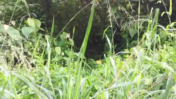 野生の植物が生い茂り — ストック動画