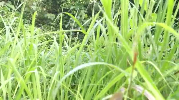 Buskig Överväxt Vegetation Det Vilda Fältet — Stockvideo
