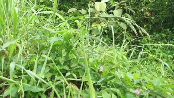 Vegetazione Cespugliosa Nel Campo Selvatico — Video Stock