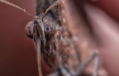 Avuç içi kelebeğinin yakın çekimi.