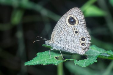 Mycalesis perseus kelebeğine yakın çekim