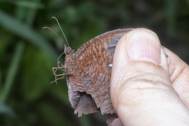 Avuç içi kelebeğinin yakın çekimi.
