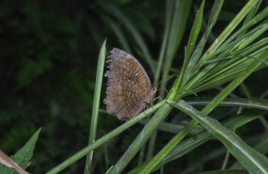 Avuç içi kelebeğinin yakın çekimi.