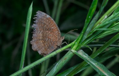 Avuç içi kelebeğinin yakın çekimi.