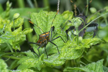 Kabak yaprağı ayaklı böceğin yakın plan çekimi..
