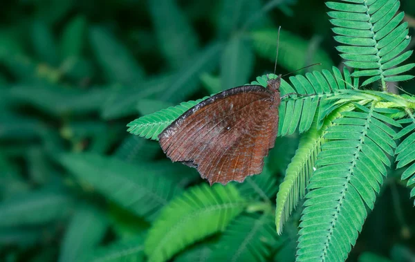 Крупним Планом Звичайна Метелик Метелик — стокове фото