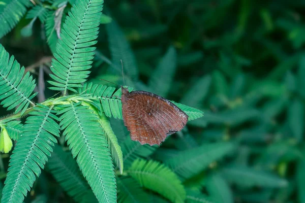 Tiro Cerca Mariposa Palmera Común — Foto de Stock