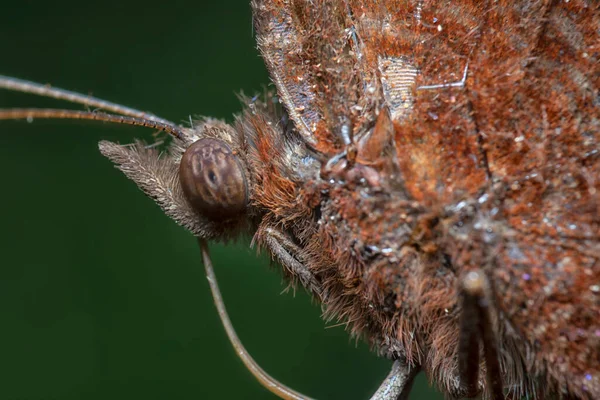 Közeli Lövés Közös Palmfly Pillangó — Stock Fotó