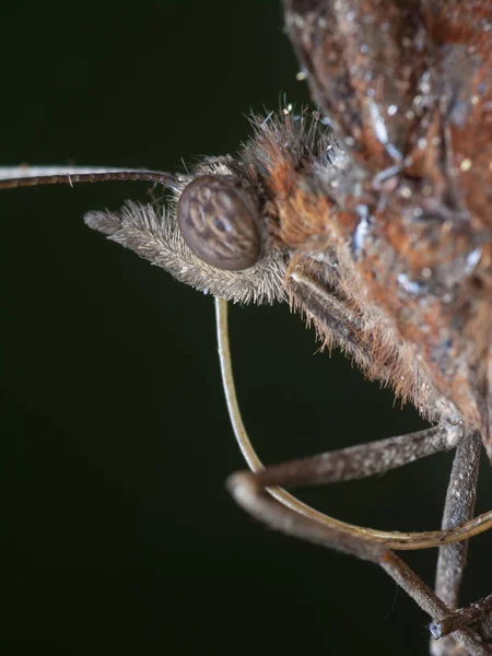 Közeli Lövés Közös Palmfly Pillangó — Stock Fotó