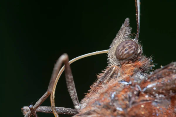 Στενή Βολή Της Κοινής Πεταλούδας Palmfly — Φωτογραφία Αρχείου