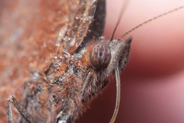 Close Shot Van Gewone Handvlindervlinder — Stockfoto