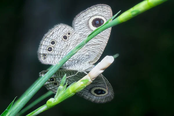 Nahaufnahme Von Mycalesis Perseus Schmetterling — Stockfoto