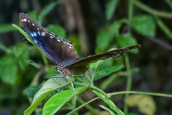 Bliski Strzał Błękitnego Szklistego Tygrysa Motyla — Zdjęcie stockowe