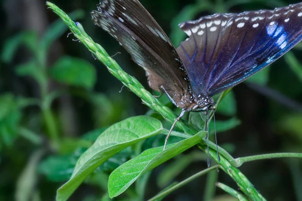 Close Shot Blue Glassy Tiger Butterfly — Stock Photo, Image