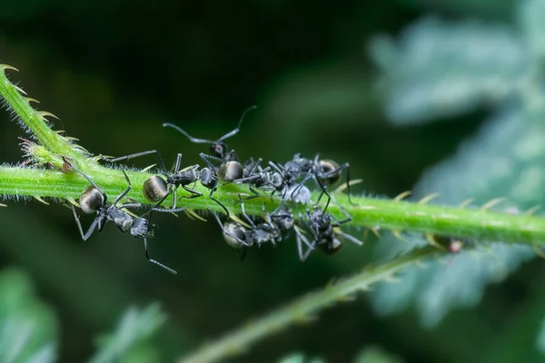 Duas Formigas Mergulho Polirhachis Grama — Fotografia de Stock