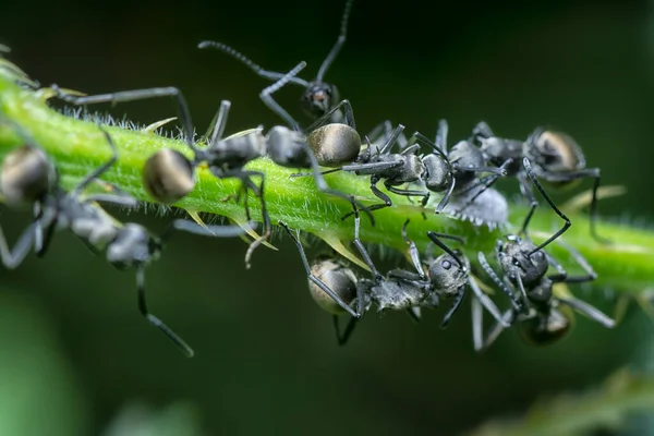 Duas Formigas Mergulho Polirhachis Grama — Fotografia de Stock