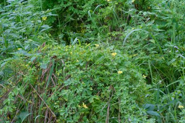 Vahşi balsam armut tırmanma bitkisi çalıları 