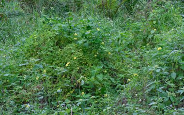 Vahşi balsam armut tırmanma bitkisi çalıları 