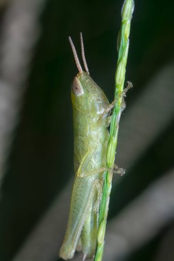 Genç çekirge perisinin yakın plan çekimi.