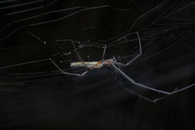 Uzun çeneli orbweaver örümceğinin yakın çekimi