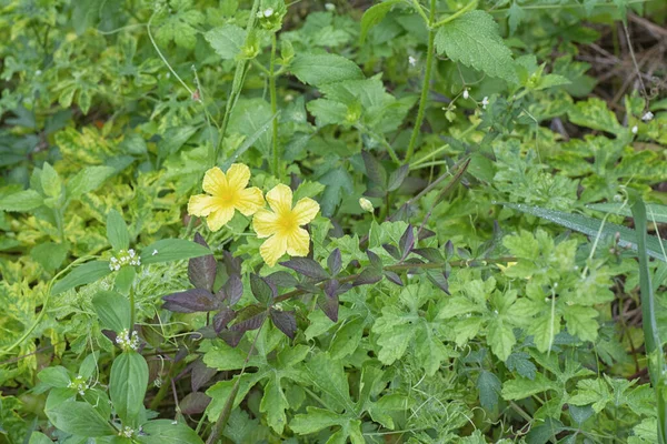 Arbustos Bálsamo Silvestre Planta Trepadora Pera — Foto de Stock