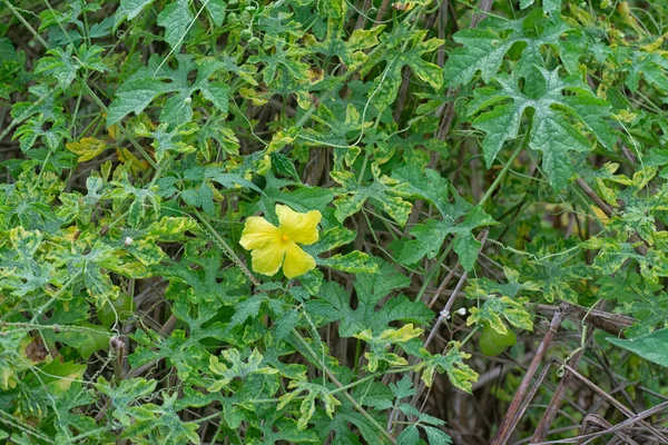 Bushes Wild Balsam Pear Climbing Plant — Stock Photo, Image