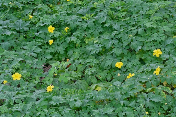 Arbustos Bálsamo Silvestre Planta Trepadora Pera — Foto de Stock