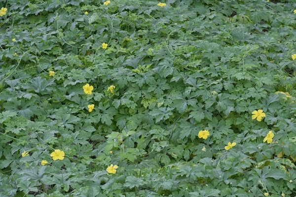 Arbustos Bálsamo Silvestre Planta Trepadora Pera — Foto de Stock