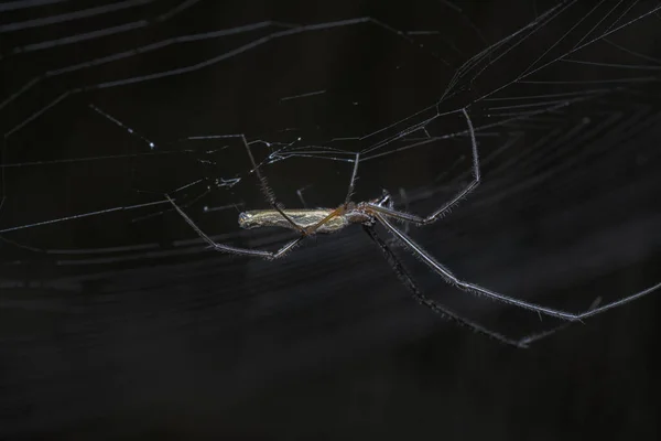 Close Shot Long Chawed Orbweaver Spider — стоковое фото