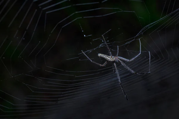 Tiro Perto Aranha Orbweaver Mandíbula Longa — Fotografia de Stock