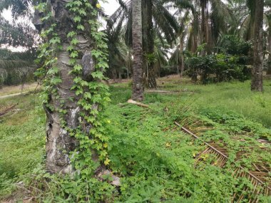 Vahşi balsam armut bitkisi palmiye ağacının etrafında sürünüyor..