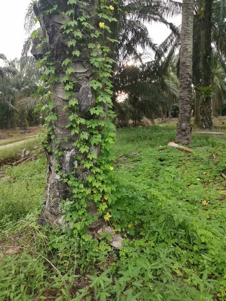 Wilde Balsambirnenpflanze Kriecht Die Palme — Stockfoto