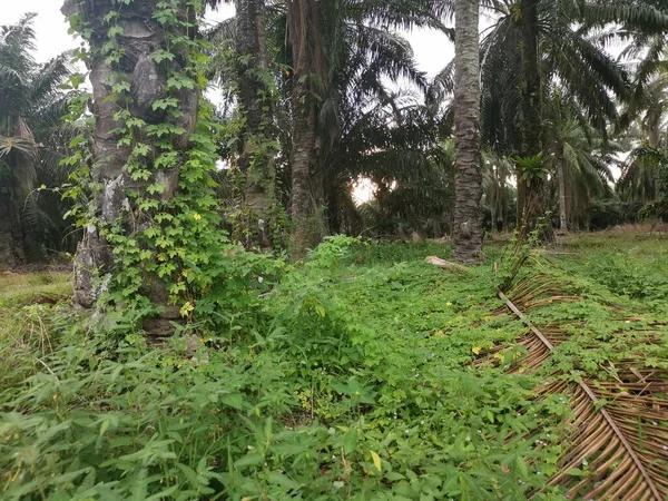 Wilde Balsem Peer Plant Kruipen Rond Palmboom — Stockfoto