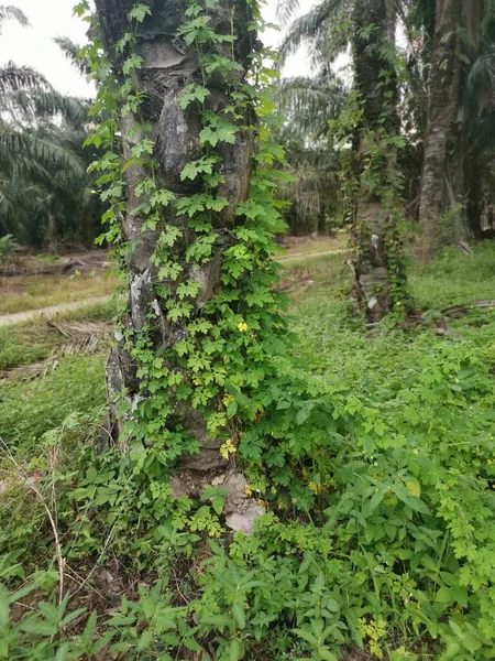 ヤシの木の周りを這う野生のバルサム梨の植物 — ストック写真