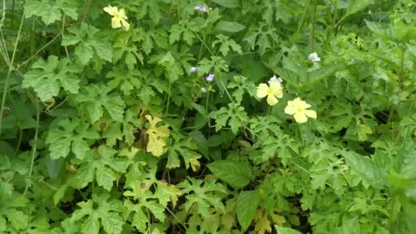 Piękny Dziki Żółty Balsam Gruszka Kwiat Roślin — Wideo stockowe