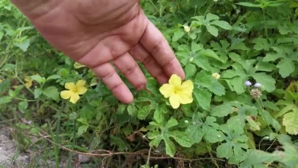 美しい野生の黄色のバルサム梨の花の植物 — ストック動画