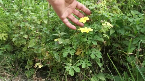 Bela Planta Flor Pêra Bálsamo Amarelo Selvagem — Vídeo de Stock