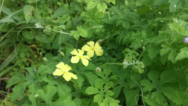 Vacker Vild Gul Balsam Päron Blomma Växt — Stockvideo