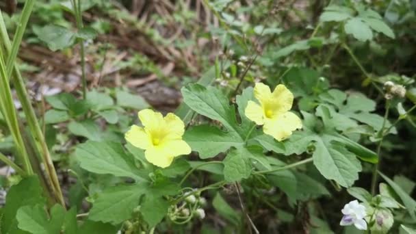 Beautiful Wild Yellow Balsam Pear Flower Plant — Stock Video