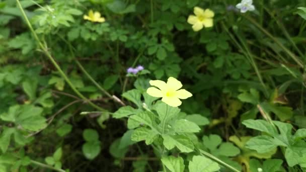 Vacker Vild Gul Balsam Päron Blomma Växt — Stockvideo