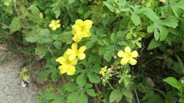 Beautiful Wild Yellow Balsam Pear Flower Plant — Stock Video