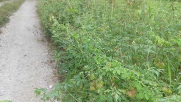 Cardiospermum Halicacabum Pflanze Wächst Wild Gebüsch — Stockvideo