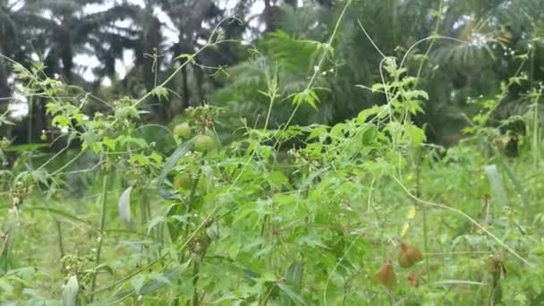 Cardiospermum Halicacabum Pflanze Wächst Wild Gebüsch — Stockvideo