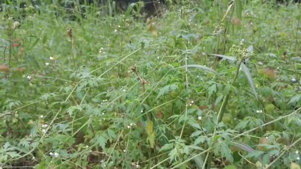 Cardiospermum Halicacabum Plant Growing Wildly Bushes — Stock Video