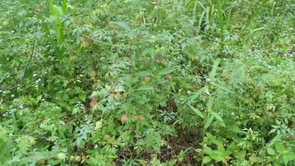 茂みの中で大きく成長する心血腫ハリカバウム植物 — ストック動画