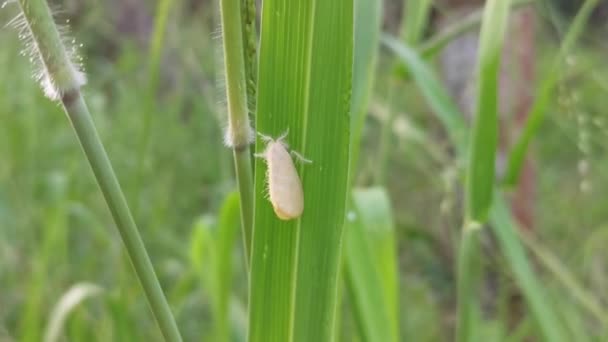 Nygmiini Tussock Moth Resting Blade Grass — Stock Video