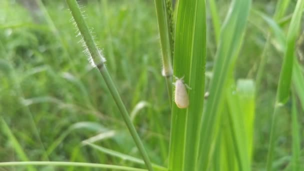 Nygmiini Tussock Moth Resting Blade Grass — Stock Video